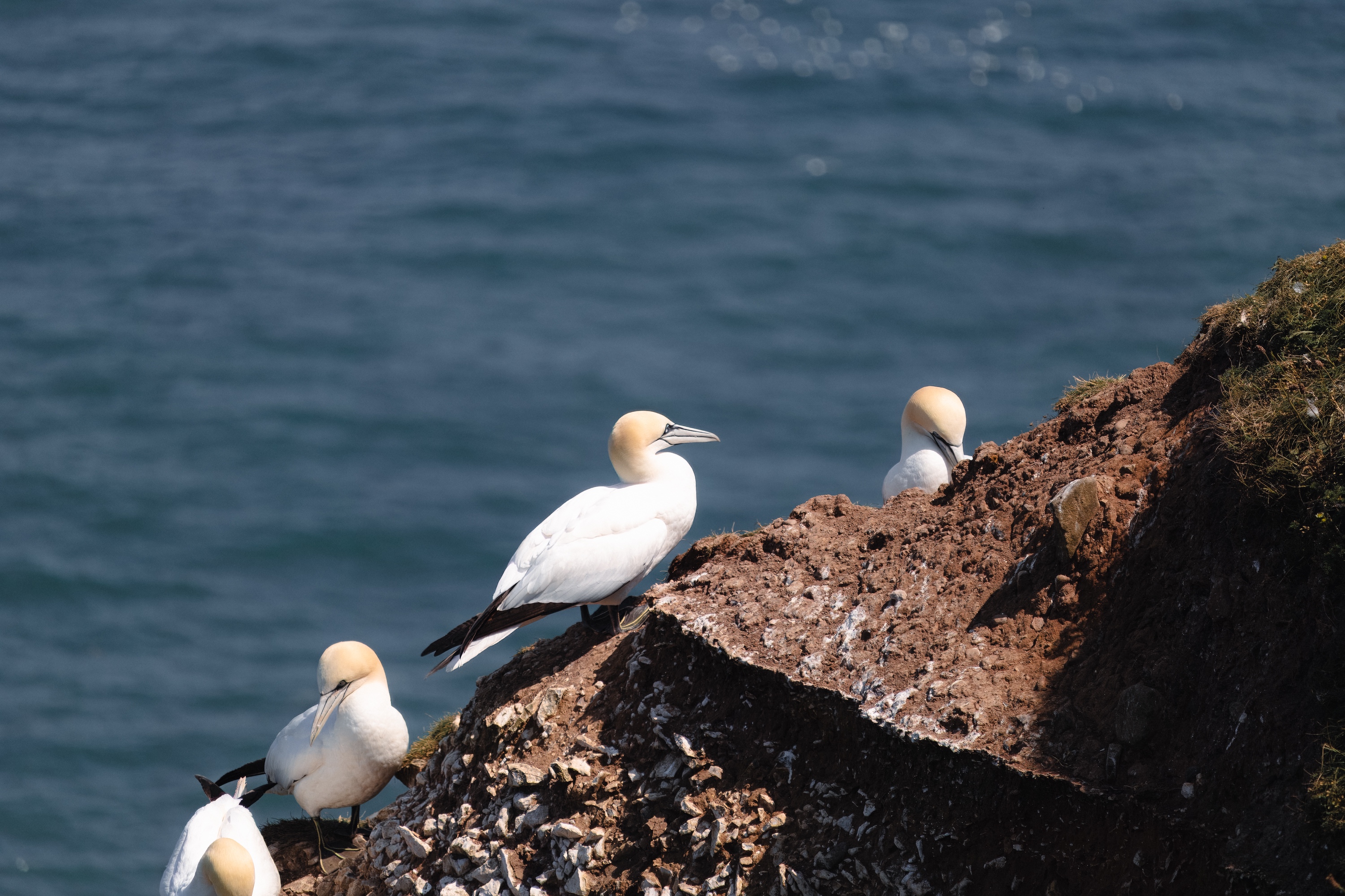 Discover the Wonders of British Wildlife