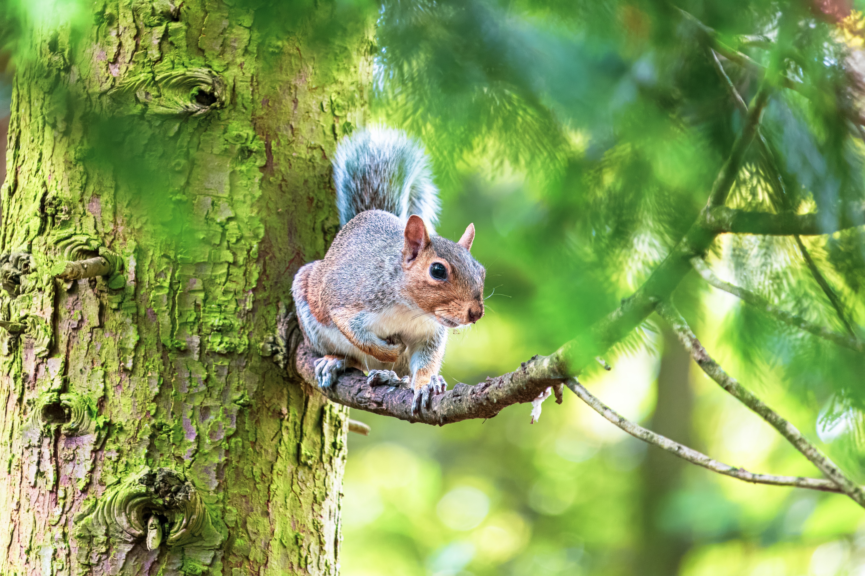 4 Fun Facts About Squirrels