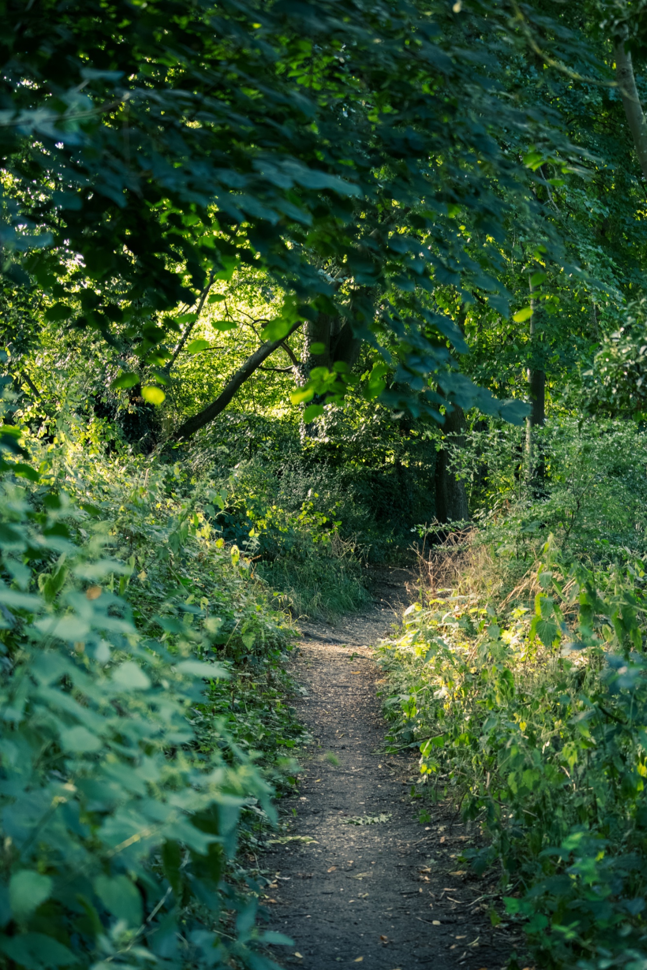 Mystery Path - Dene Woodland