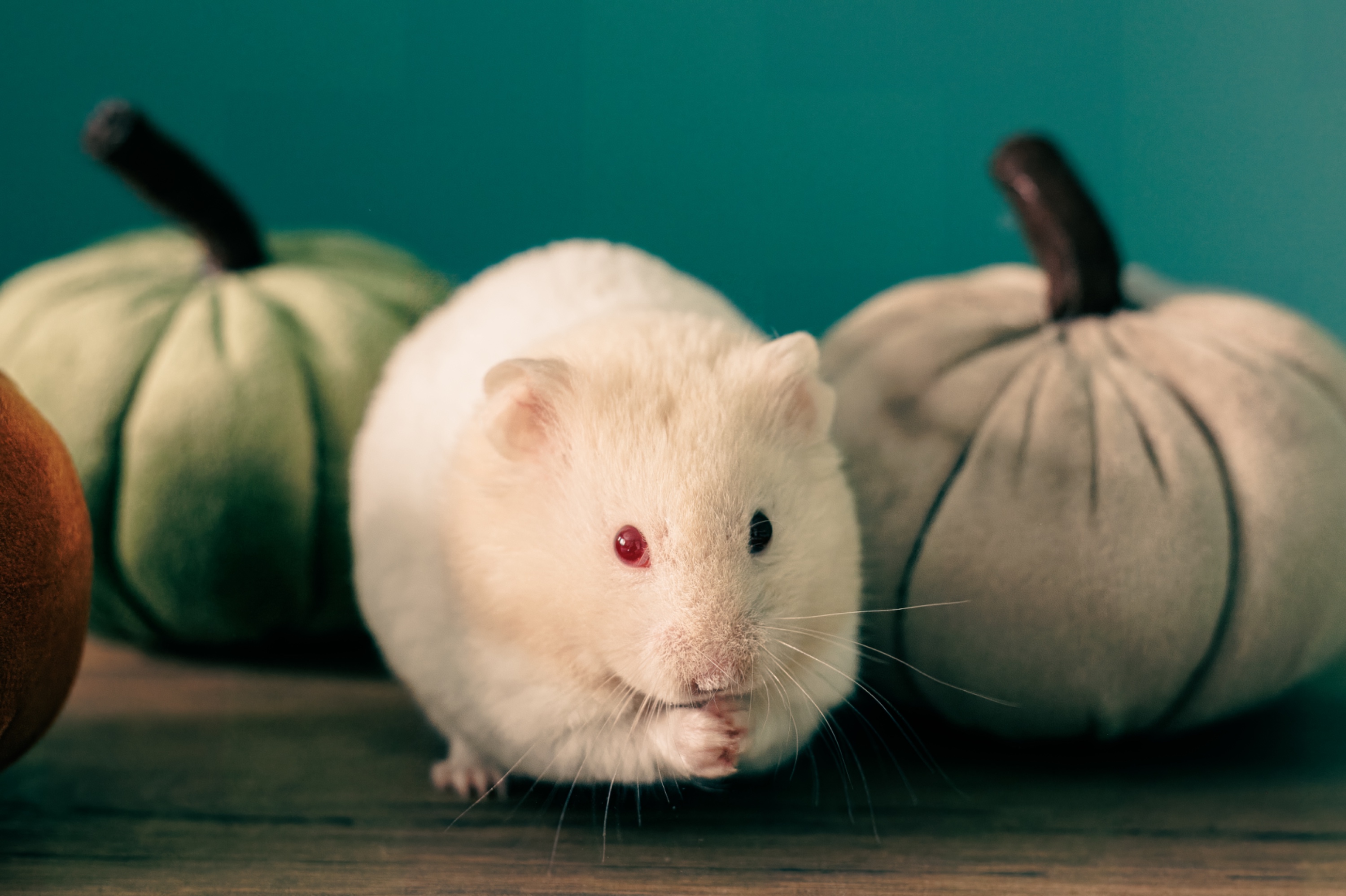 Capture the Perfect Hamster Photo